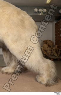 Polar bear leg 0027.jpg